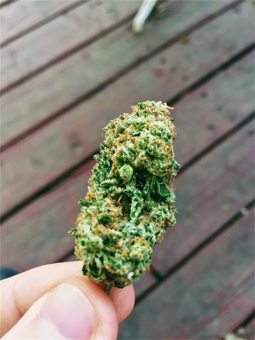 Photos of Gelato Weed Strain Buds Leafly