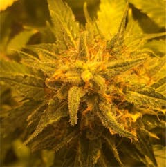 User uploaded image of Ghost Train Haze