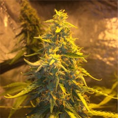 User uploaded image of Ghost Train Haze