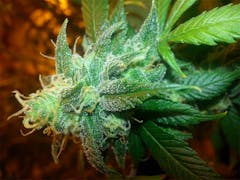 User uploaded image of Ghost Train Haze