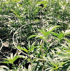 User uploaded image of GI001