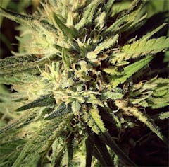 User uploaded image of GI001