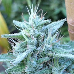 User uploaded image of GI001