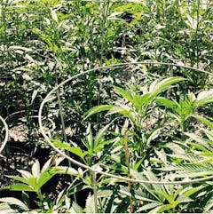 User uploaded image of GI001