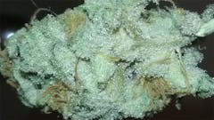 User uploaded image of Gigabud