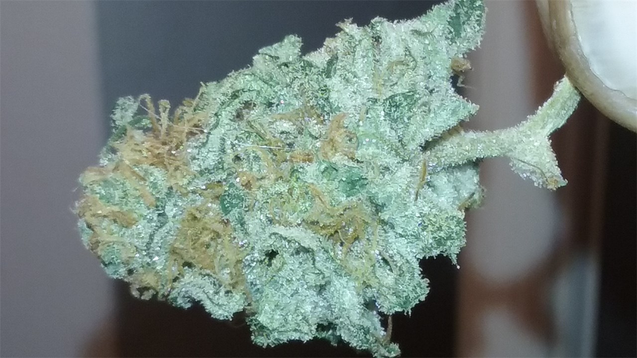 Buy Gigabud Strain Online