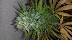 User uploaded image of Gigabud