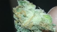 User uploaded image of Gigabud