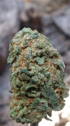 User uploaded image of Glass Slipper