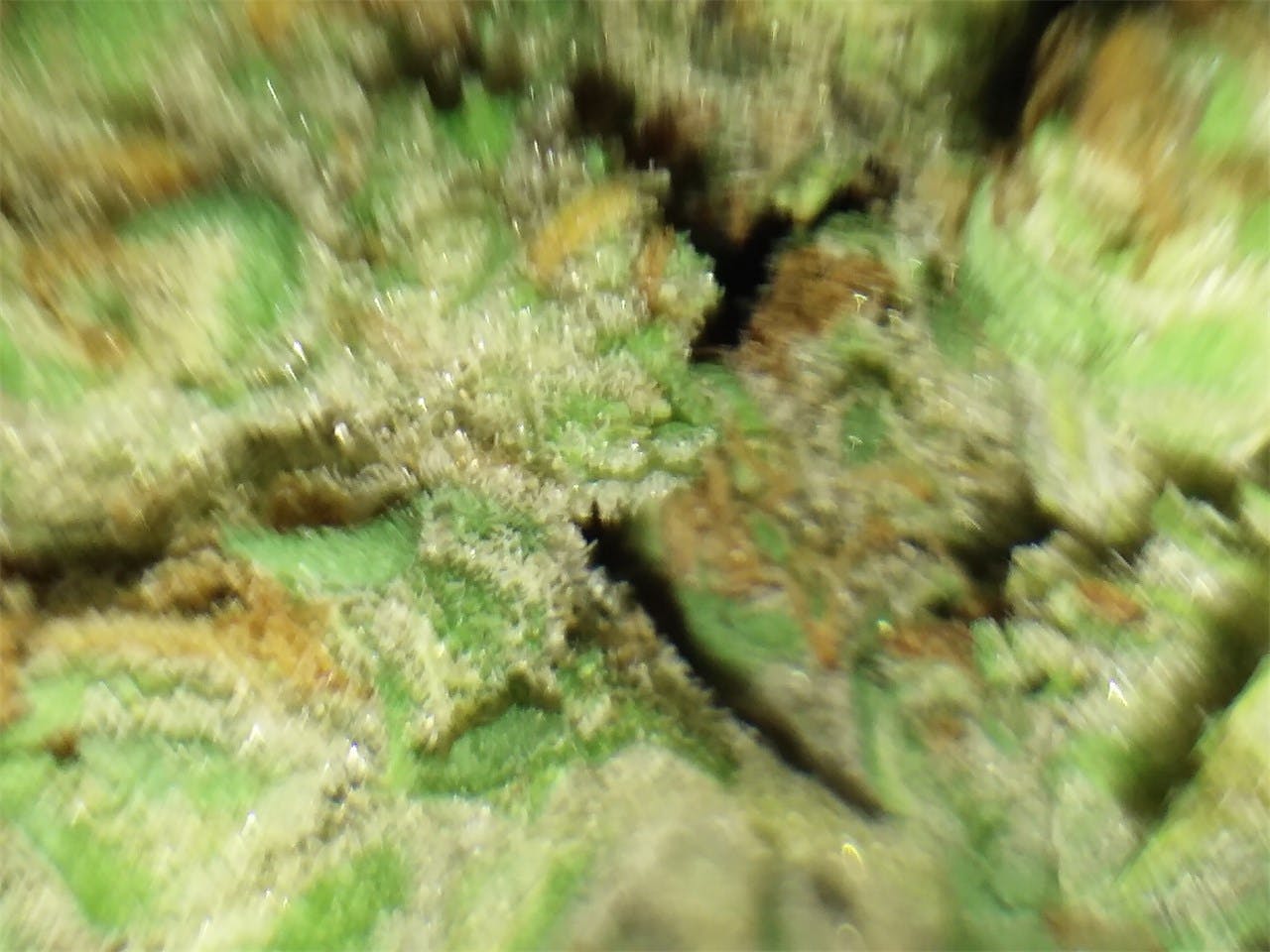 Glass Slipper Weed Strain Information Leafly