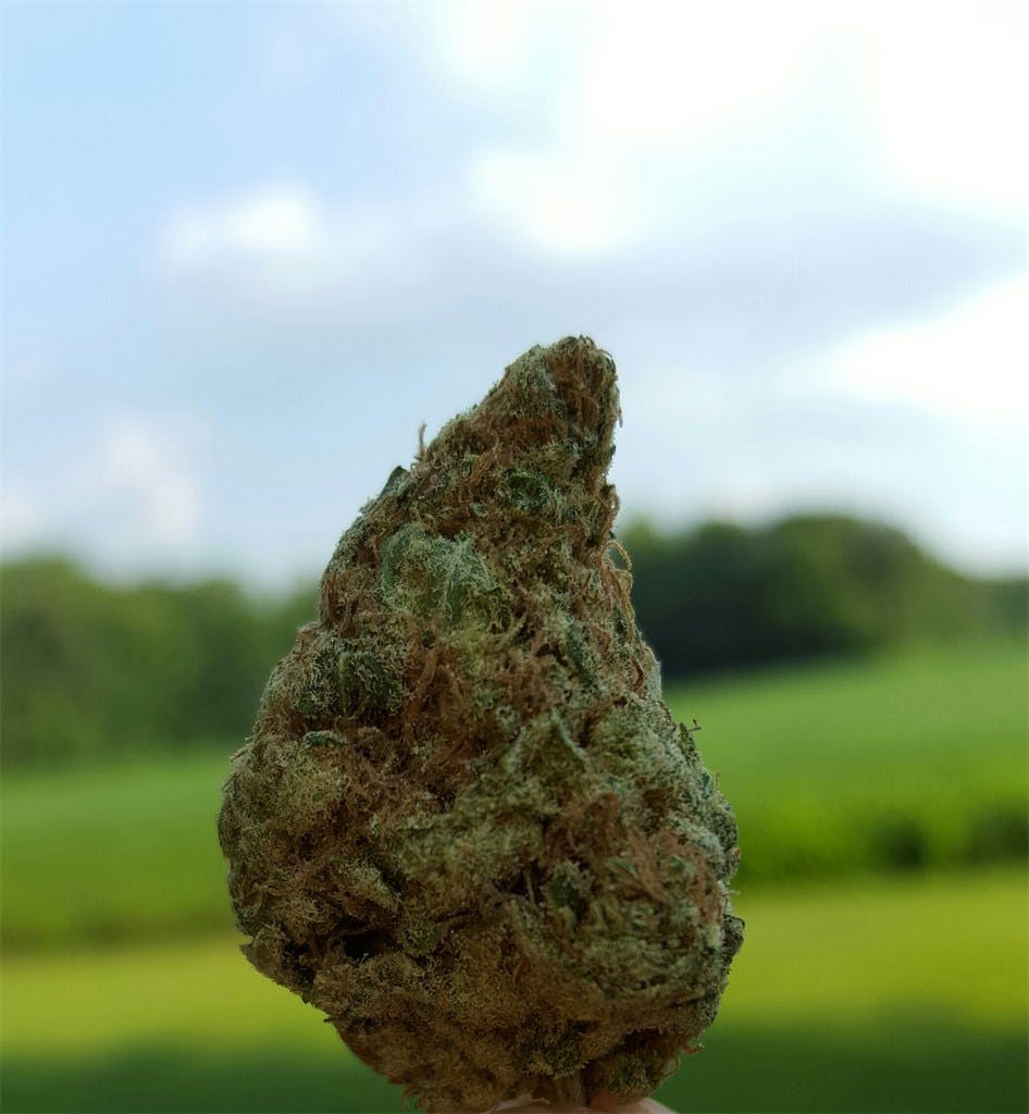 Glass Slipper Weed Strain Information Leafly