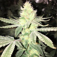 User uploaded image of Glue Tech