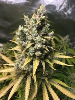 User uploaded image of Go Time