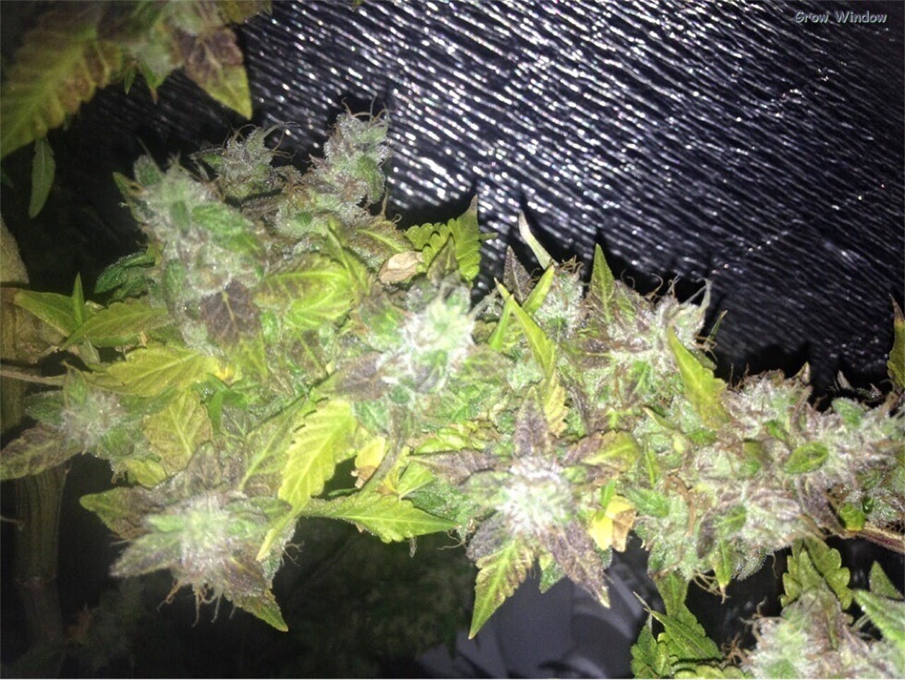 Photos of God Bud Weed Strain Buds Leafly