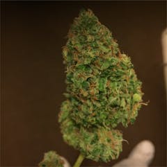 User uploaded image of God Bud