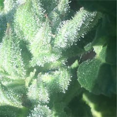 User uploaded image of God Bud