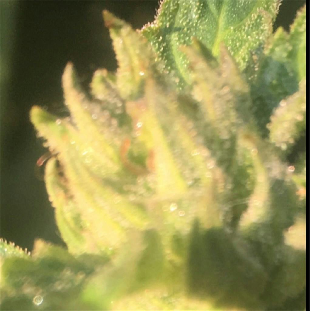 God Bud aka Purple God Bud Weed Strain Information Leafly