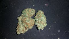 User uploaded image of God's Bubba