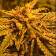 User uploaded image of God's Green Crack