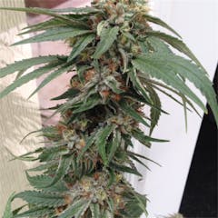 User uploaded image of God's Green Crack