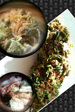 User uploaded image of God's Treat