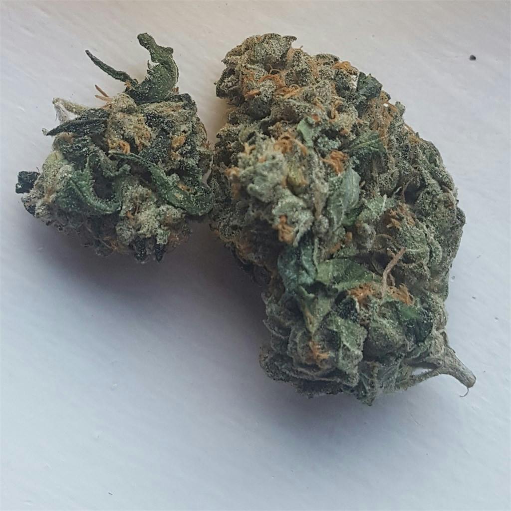 Godfather OG Near Me – Uncovering Hidden Potential in Cannabis