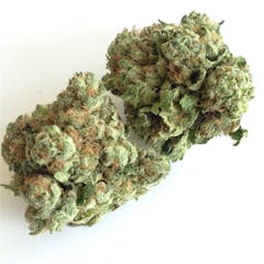 User uploaded image of Godzilla Glue