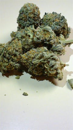 User uploaded image of Godzilla Glue