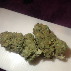 User uploaded image of Godzilla Glue