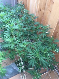 User uploaded image of Godzilla