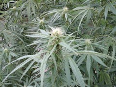 User uploaded image of Godzilla