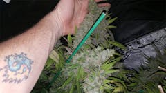 User uploaded image of Goji OG