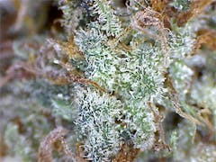 User uploaded image of Goldberry