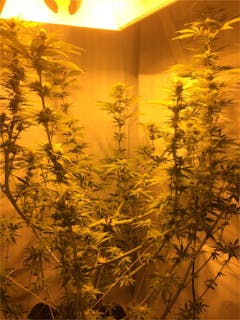 User uploaded image of Goldberry