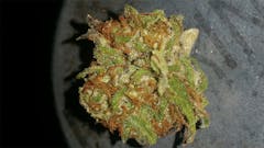 User uploaded image of Golden Gage