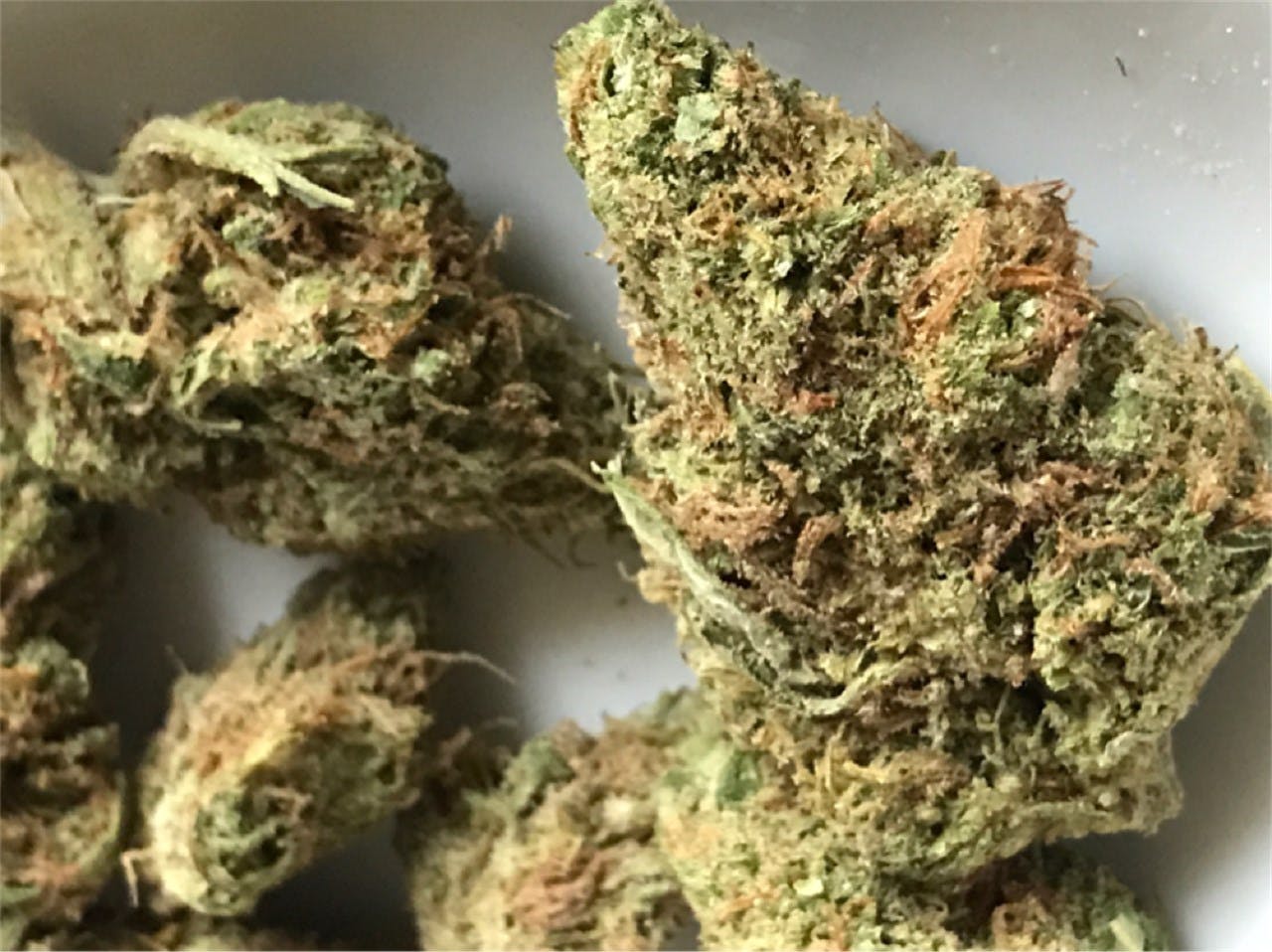 Photos of Golden Goat Weed Strain Buds Leafly