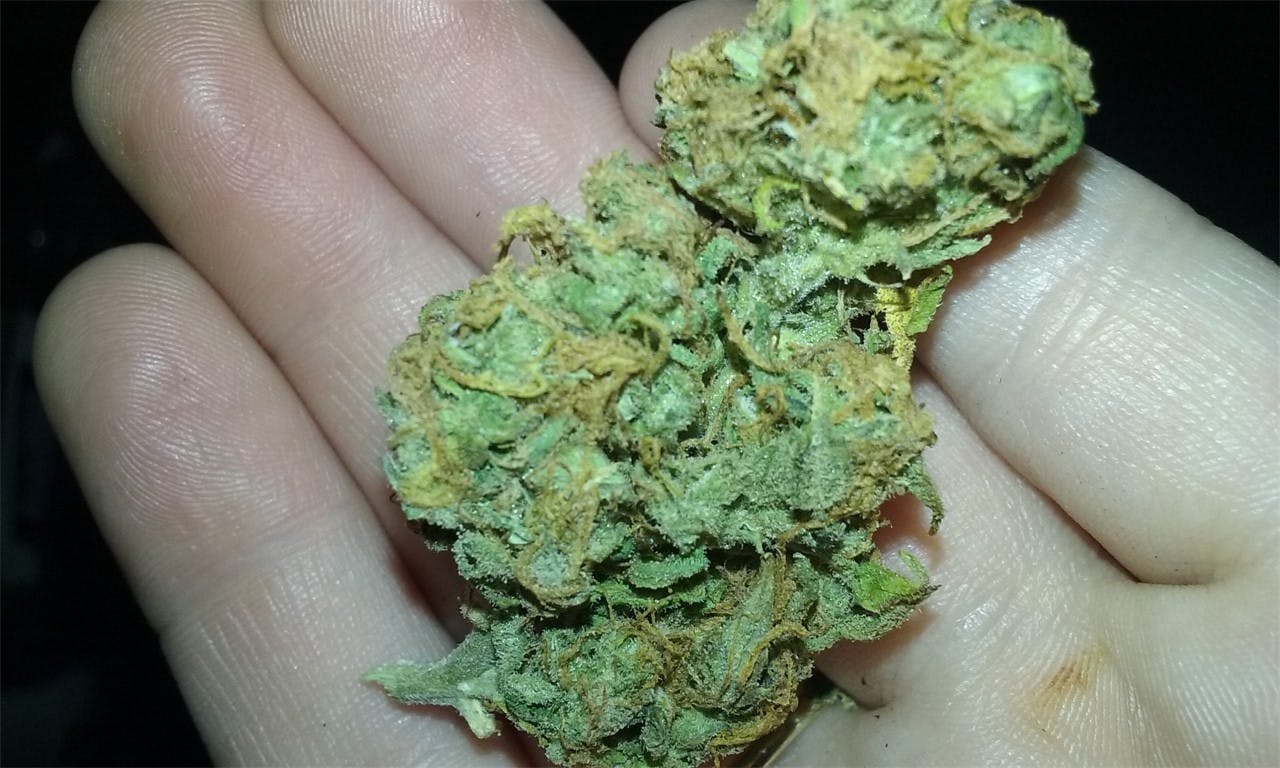 Photos of Golden Goat Weed Strain Buds Leafly