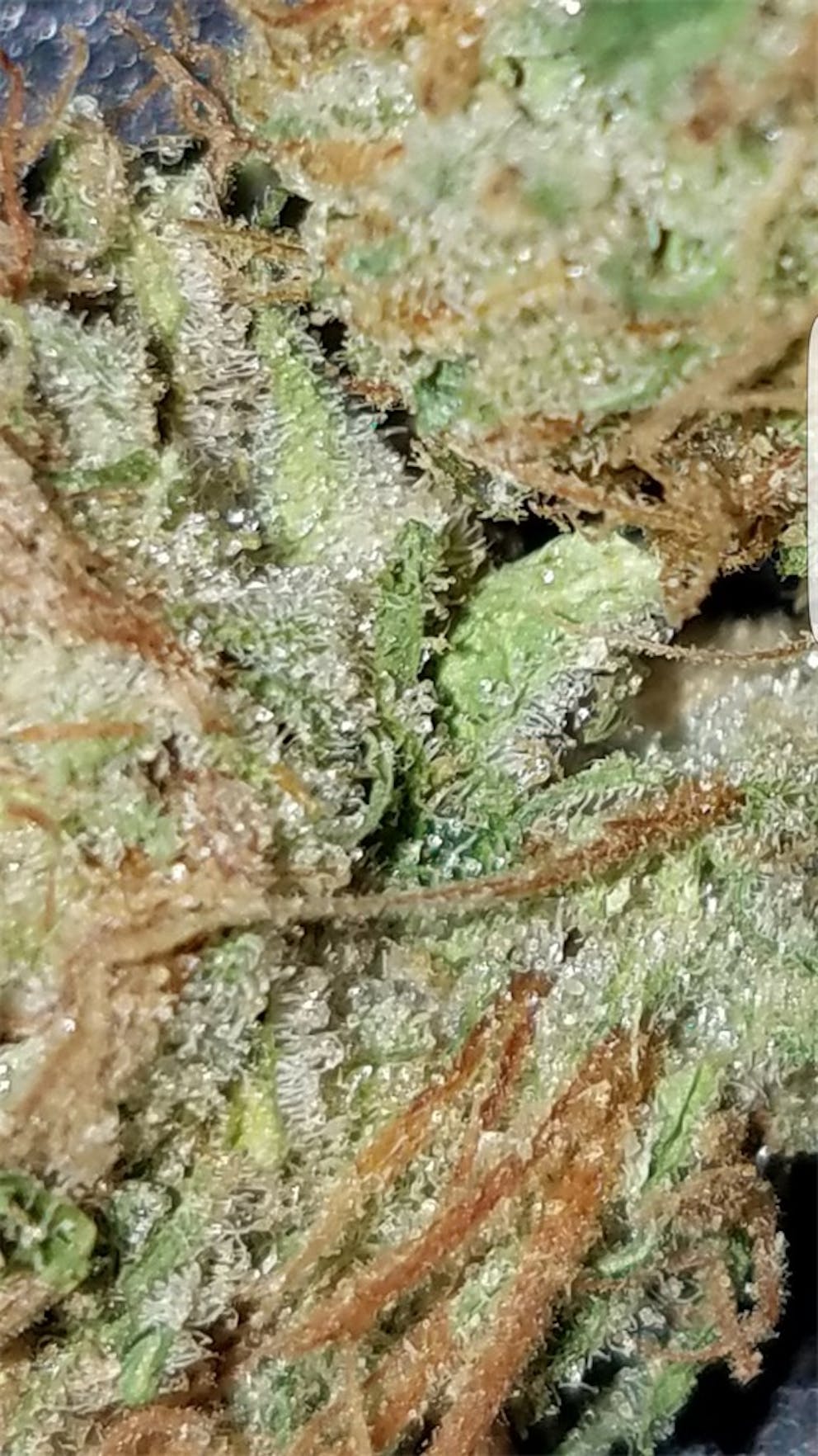 Photos of Golden Goat Weed Strain Buds Leafly