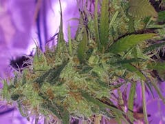 User uploaded image of Golden Goat