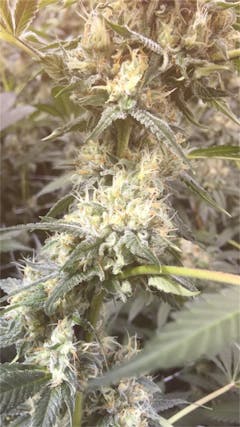 User uploaded image of Golden Lemon