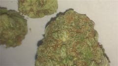 User uploaded image of Golden Lemon