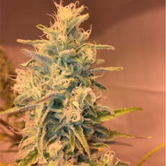 User uploaded image of Golden Nugget