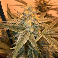 User uploaded image of Golden Nugget