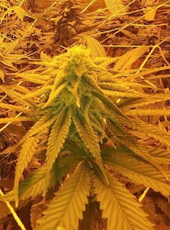 User uploaded image of Gorilla Cookies