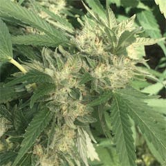 User uploaded image of GG4