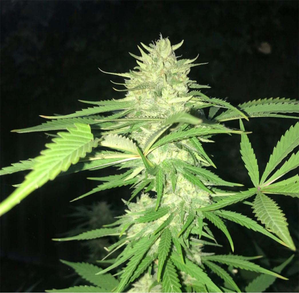 GG5 aka Gorilla Glue #5, New Glue, Gorilla Glue 5 Weed Strain ...