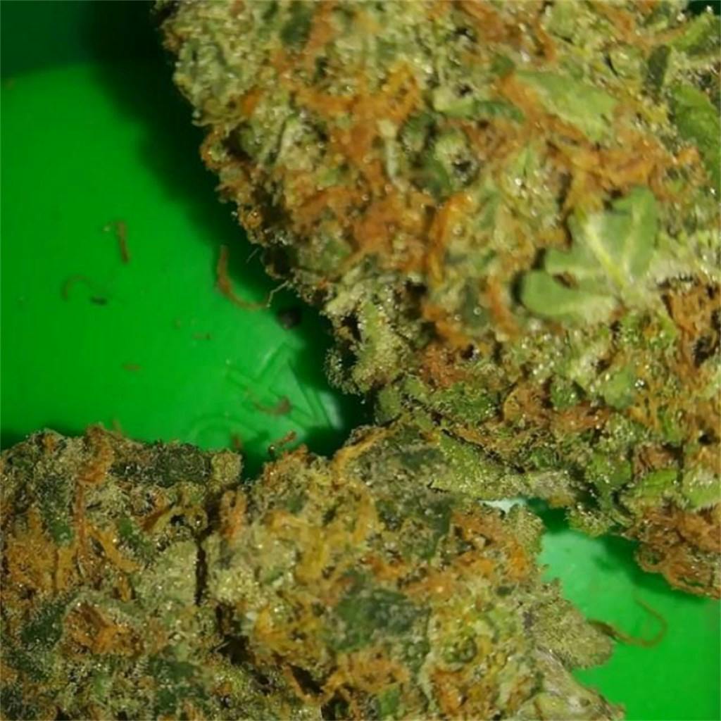 Gorilla Grips Weed Strain Information Leafly