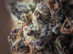 User uploaded image of Grand Doggy Purps