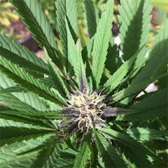User uploaded image of Granddaddy Purple