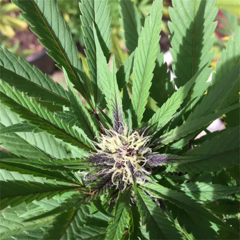 Granddaddy Purple aka Grand Daddy Purp, Granddaddy Purple Kush, Granddaddy  Purps, GDP, Grandaddy Purple, Grandaddy Purp Weed Strain Information |  Leafly